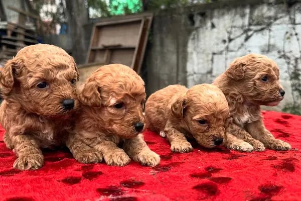 Sakarya Sihirli Petshop - Resim 7