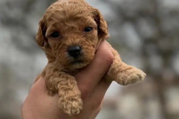 Sakarya Sihirli Petshop - Resim 14