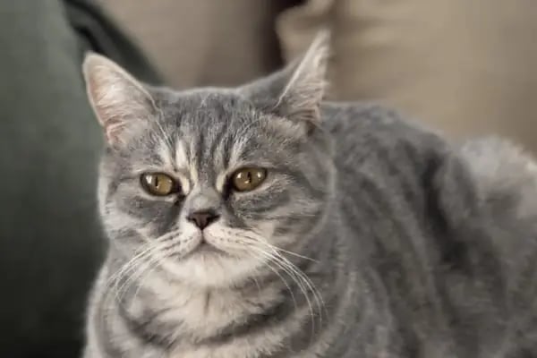 Sakarya Sihirli Petshop - Resim 18