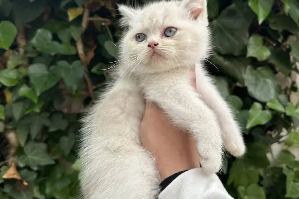 Sakarya Sihirli Petshop - Resim 12