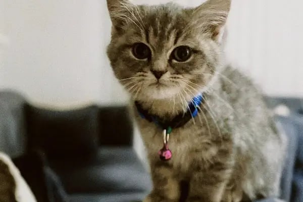Sakarya Sihirli Petshop - Resim 17