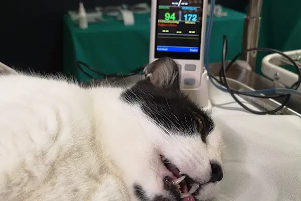 Karaca Veteriner Kliniği - Resim 9