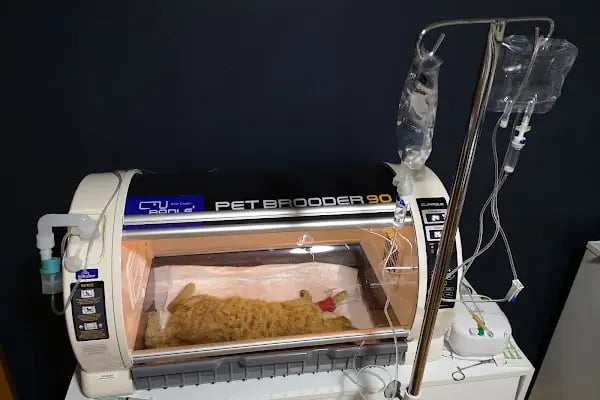Karaca Veteriner Kliniği - Resim 17