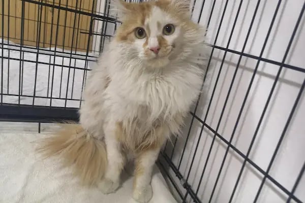 Karaca Veteriner Kliniği - Resim 4