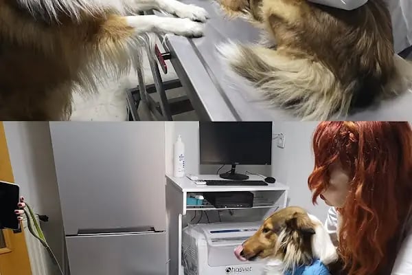 Karaca Veteriner Kliniği - Resim 3