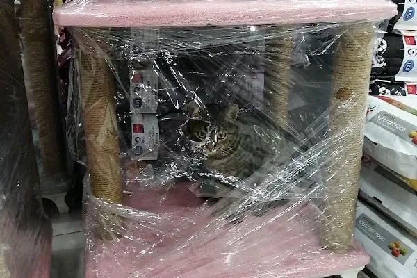 Miyamix Toptan Petshop - Resim 4