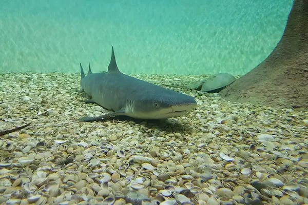 ViaSea Aquarium - Resim 7