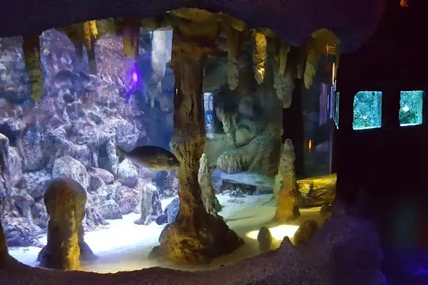 ViaSea Aquarium - Resim 11
