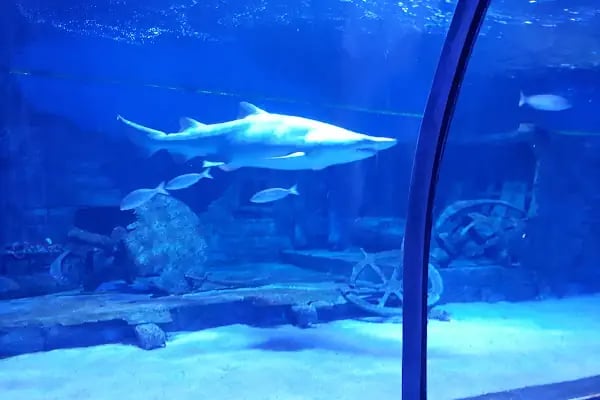 ViaSea Aquarium - Resim 1
