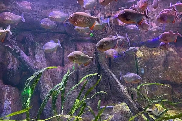 ViaSea Aquarium - Resim 9