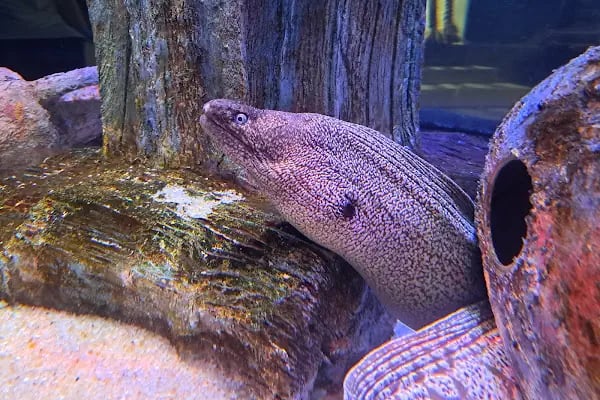 ViaSea Aquarium - Resim 8