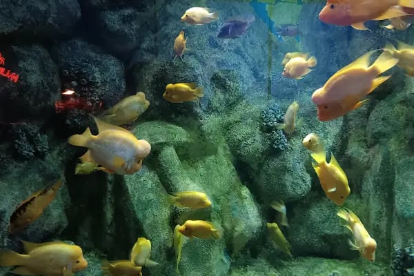 ViaSea Aquarium - Resim 10