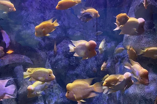 ViaSea Aquarium - Resim 3