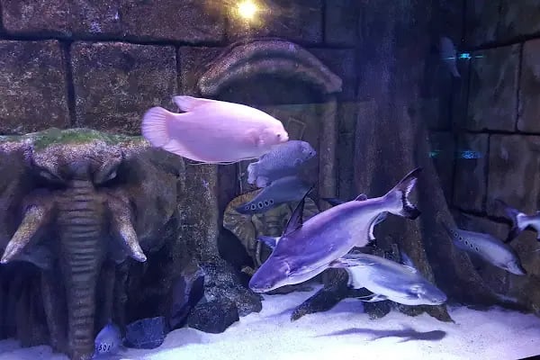 ViaSea Aquarium - Resim 4
