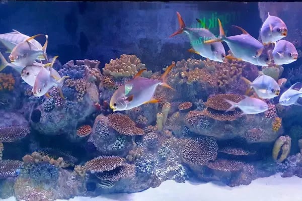 ViaSea Aquarium - Resim 15