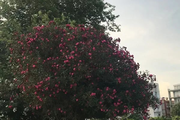 Kuzey Kıbrıs Türk Cumhuriyeti Konsolosluğu - Resim 11