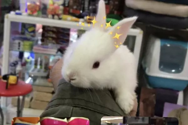 Yunus petshop - Resim 10