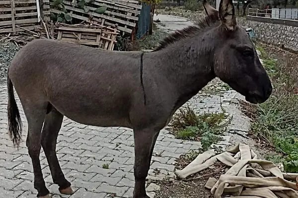 Barış Öztürk Çiftliği - Resim 1