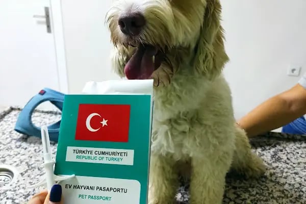 Feronia Veteriner Kliniği - Resim 4