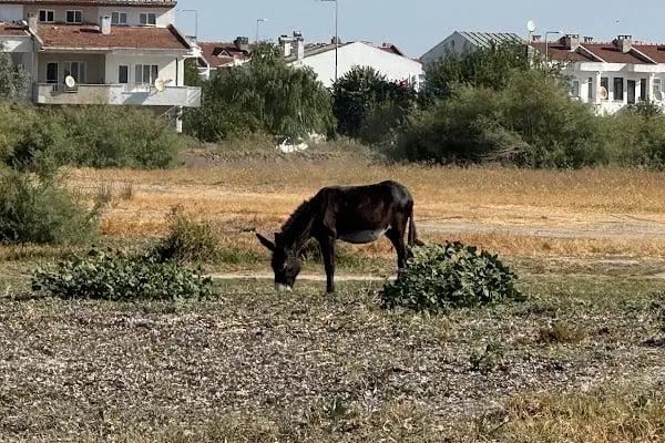 Rana Evleri - Resim 7