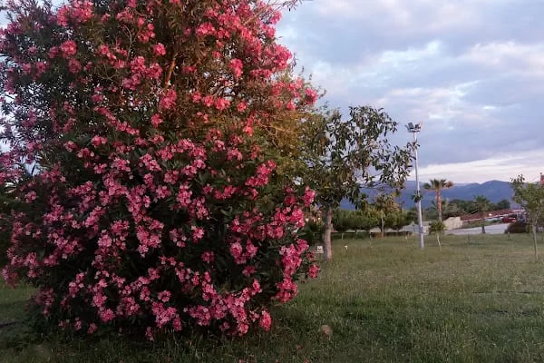 Hotel Anemonıa - Resim 17