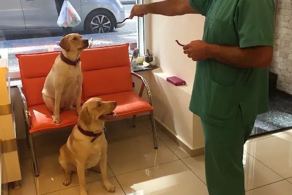 Alsancak Veteriner Kliniği - Resim 6