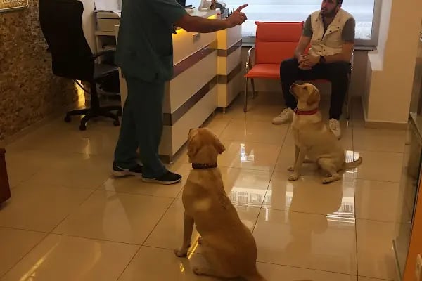 Alsancak Veteriner Kliniği - Resim 8