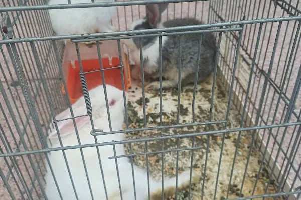 Larin Petshop - Resim 20