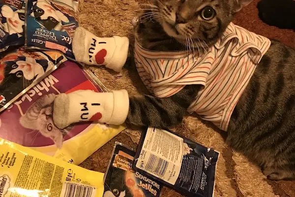 Pety Paw Veteriner Kliniği Yenimahalle - Resim 8