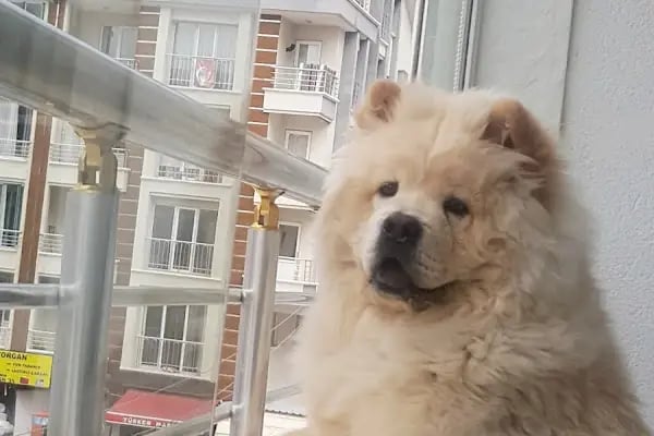Pety Paw Veteriner Kliniği Yenimahalle - Resim 12