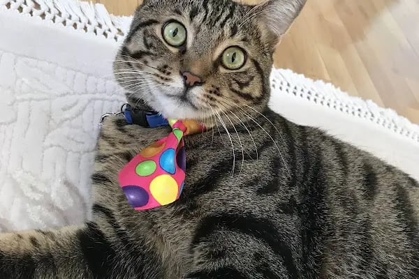 Pety Paw Veteriner Kliniği Yenimahalle - Resim 3