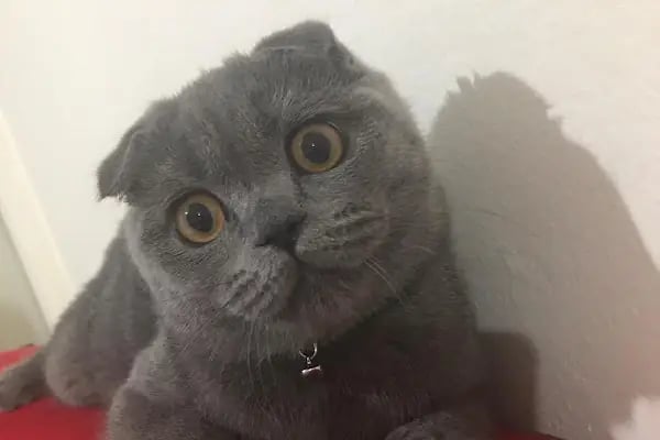 Pety Paw Veteriner Kliniği Yenimahalle - Resim 16