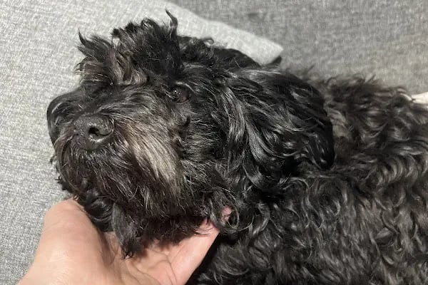 Pety Paw Veteriner Kliniği Yenimahalle - Resim 18