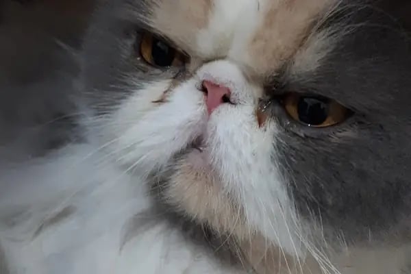 Pety Paw Veteriner Kliniği Yenimahalle - Resim 15