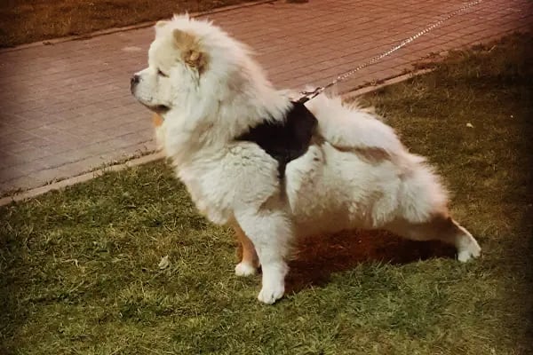 Pety Paw Veteriner Kliniği Yenimahalle - Resim 4