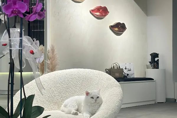 Pety Paw Veteriner Kliniği Yenimahalle - Resim 13