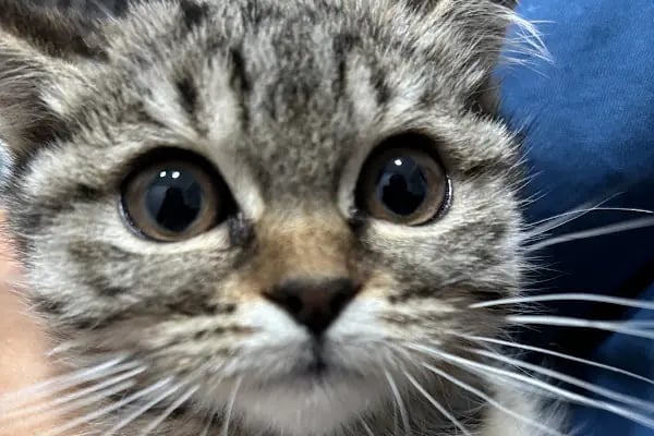 Pety Paw Veteriner Kliniği Yenimahalle - Resim 6