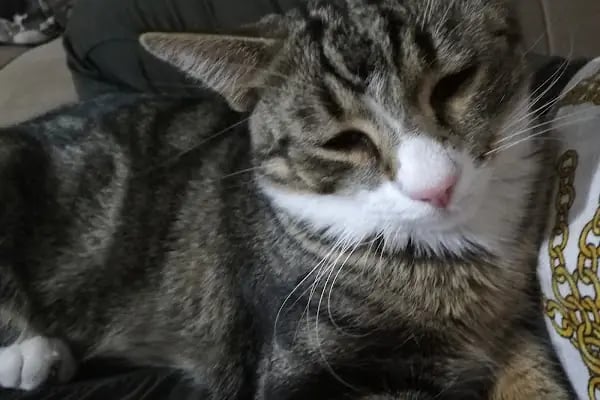Pety Paw Veteriner Kliniği Yenimahalle - Resim 11