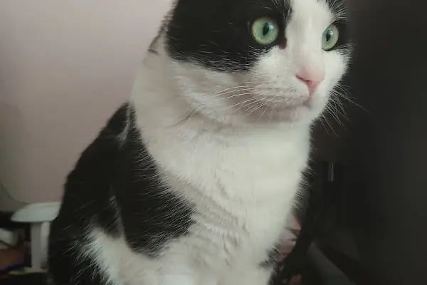 Pety Paw Veteriner Kliniği Yenimahalle - Resim 7