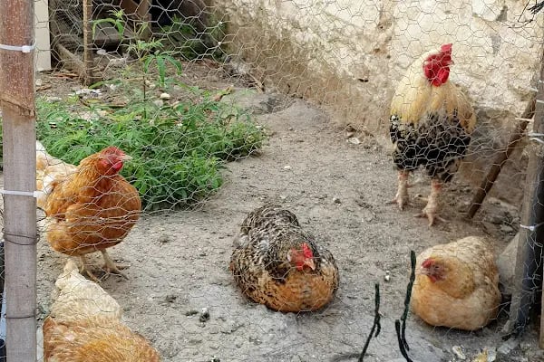 Turgutreis Akçaalan Halk Pazarı - Resim 10