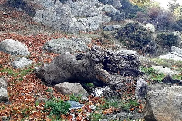 Yeniceköy Manastır - Resim 12