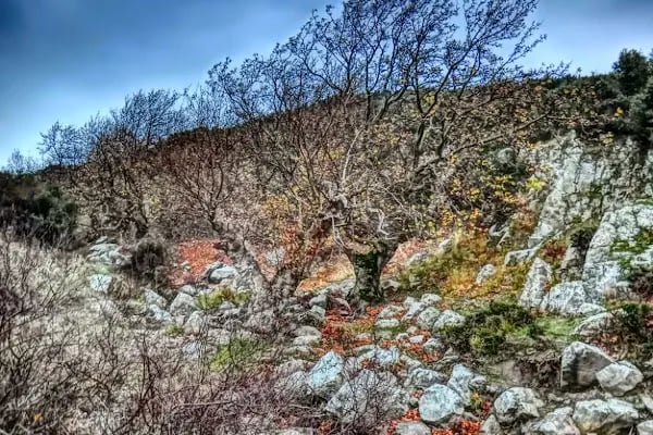 Yeniceköy Manastır - Resim 4