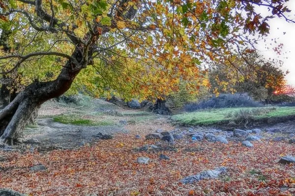 Yeniceköy Manastır - Resim 1