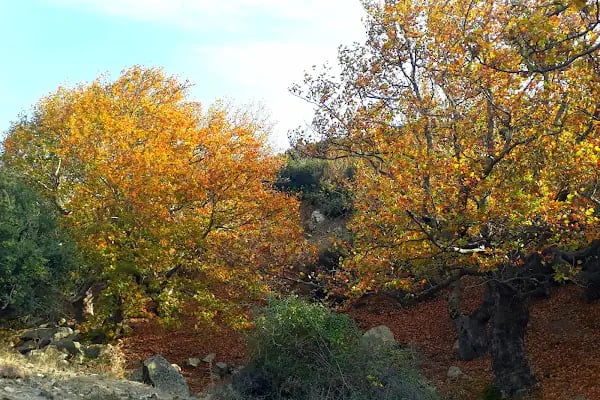 Yeniceköy Manastır - Resim 9