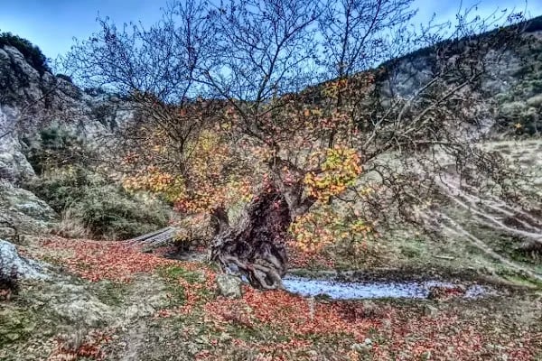 Yeniceköy Manastır - Resim 7