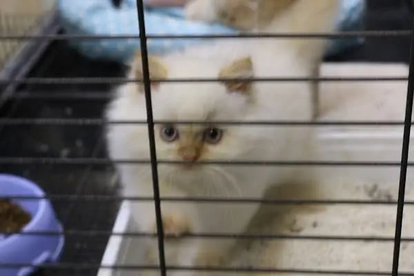 Kanka Pet Shop - Resim 13
