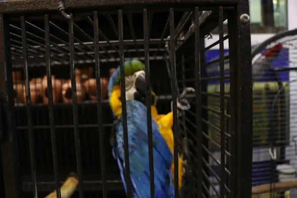 Kanka Pet Shop - Resim 9