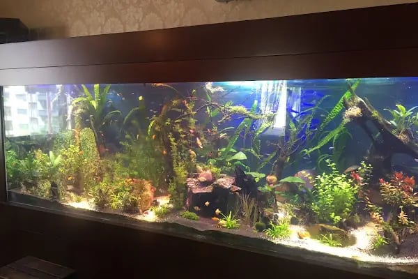 Kanka Pet Shop - Resim 20