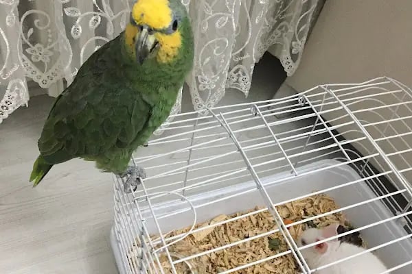Kanka Pet Shop - Resim 10