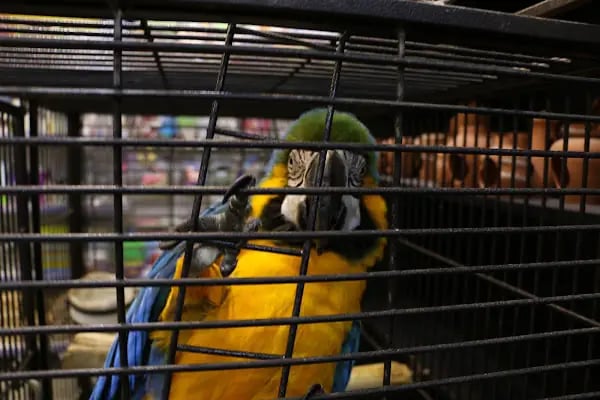 Kanka Pet Shop - Resim 19